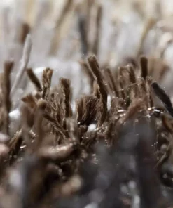 By Addison Rug Verona 5 Ft. 7 In. 9 X 3 In. 7 Ft. Area Khaki -TrafficMaster Sales khaki addison rugs area rugs hdvc9kh5x8 fa 1000